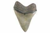 Fossil Megalodon Tooth - North Carolina #378058-2